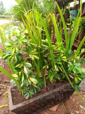 Green Up Your Space With Potted Plants and Flowers.