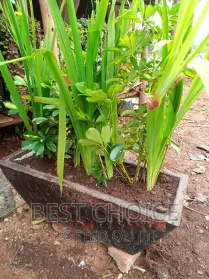 Bring Life to Your Space With Potted Plants and Flowers.