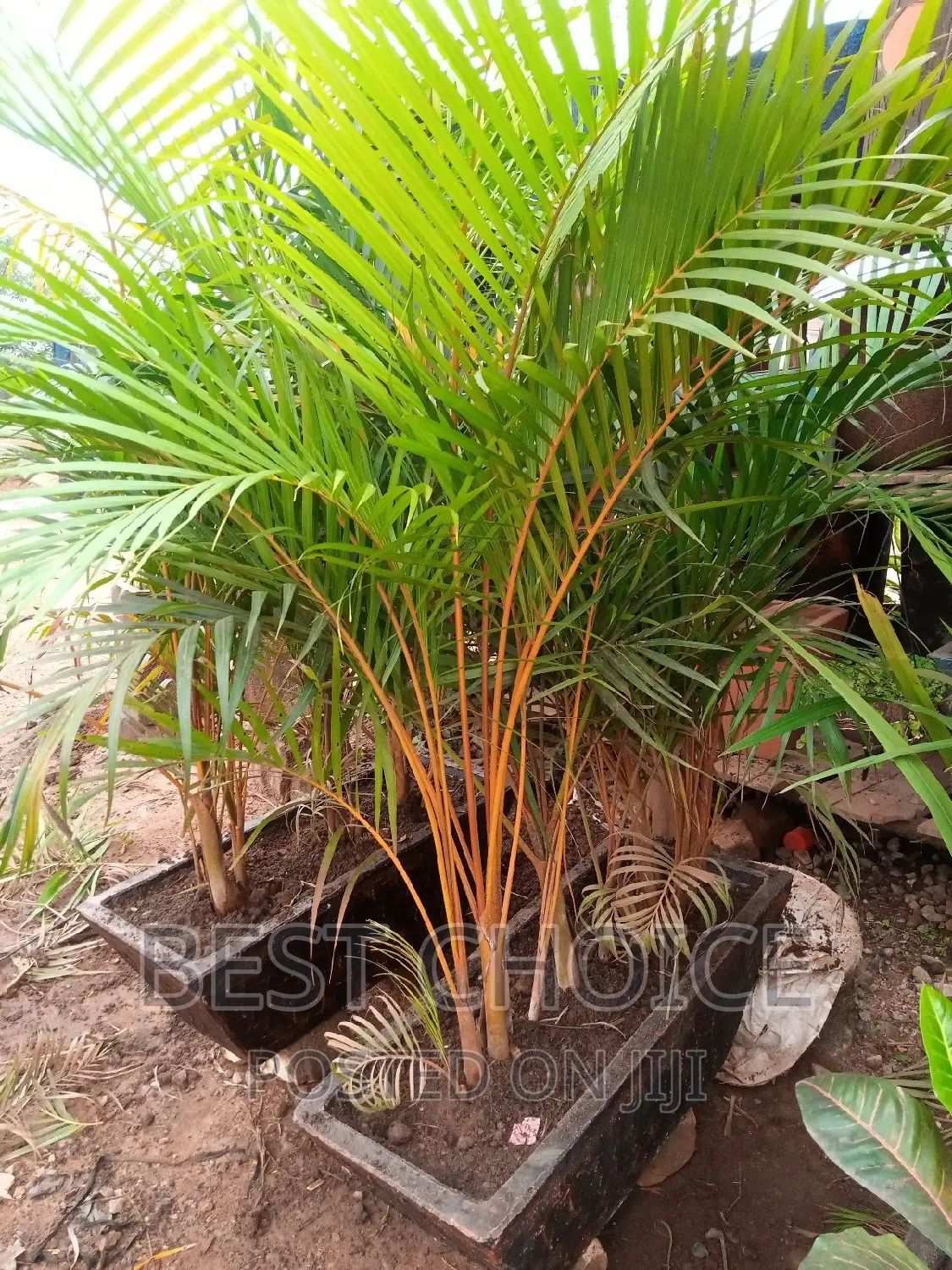 Bring Life to Your Space With Potted Plants and Flowers.