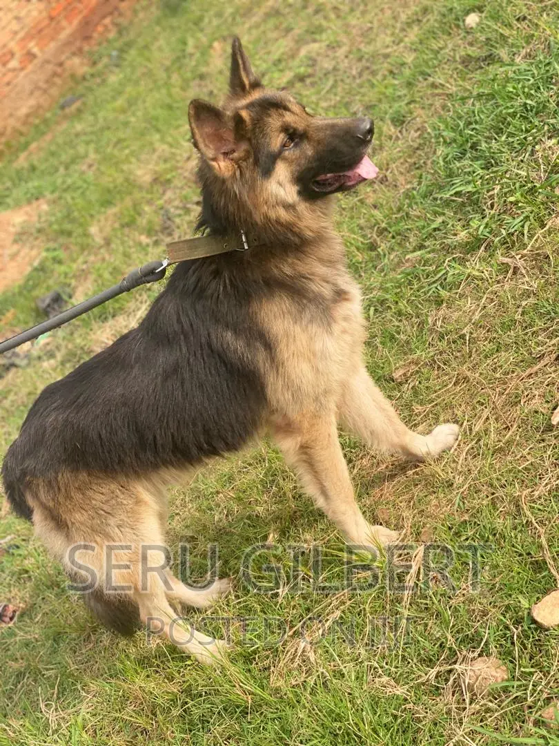 6-12 months Male Purebred German Shepherd