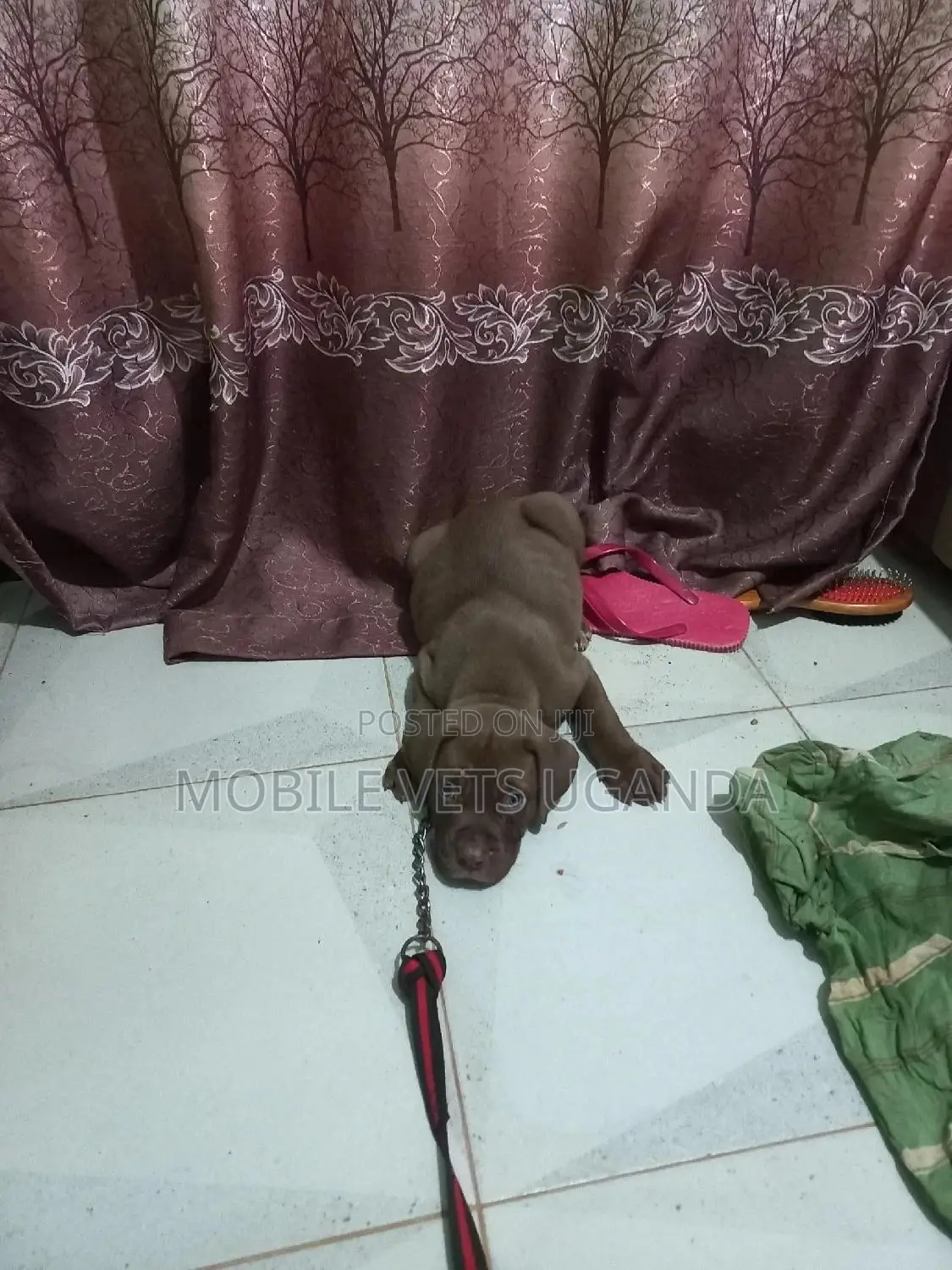 1-3 months Female Purebred Boerboel