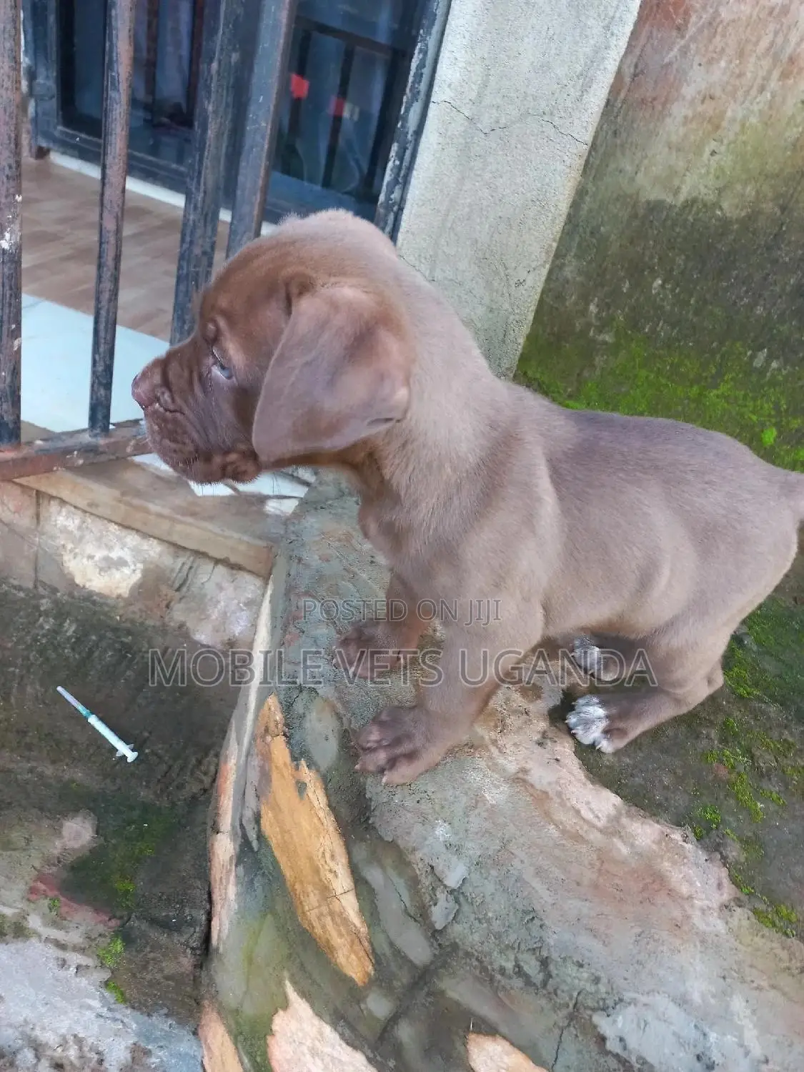 1-3 months Male Purebred Boerboel