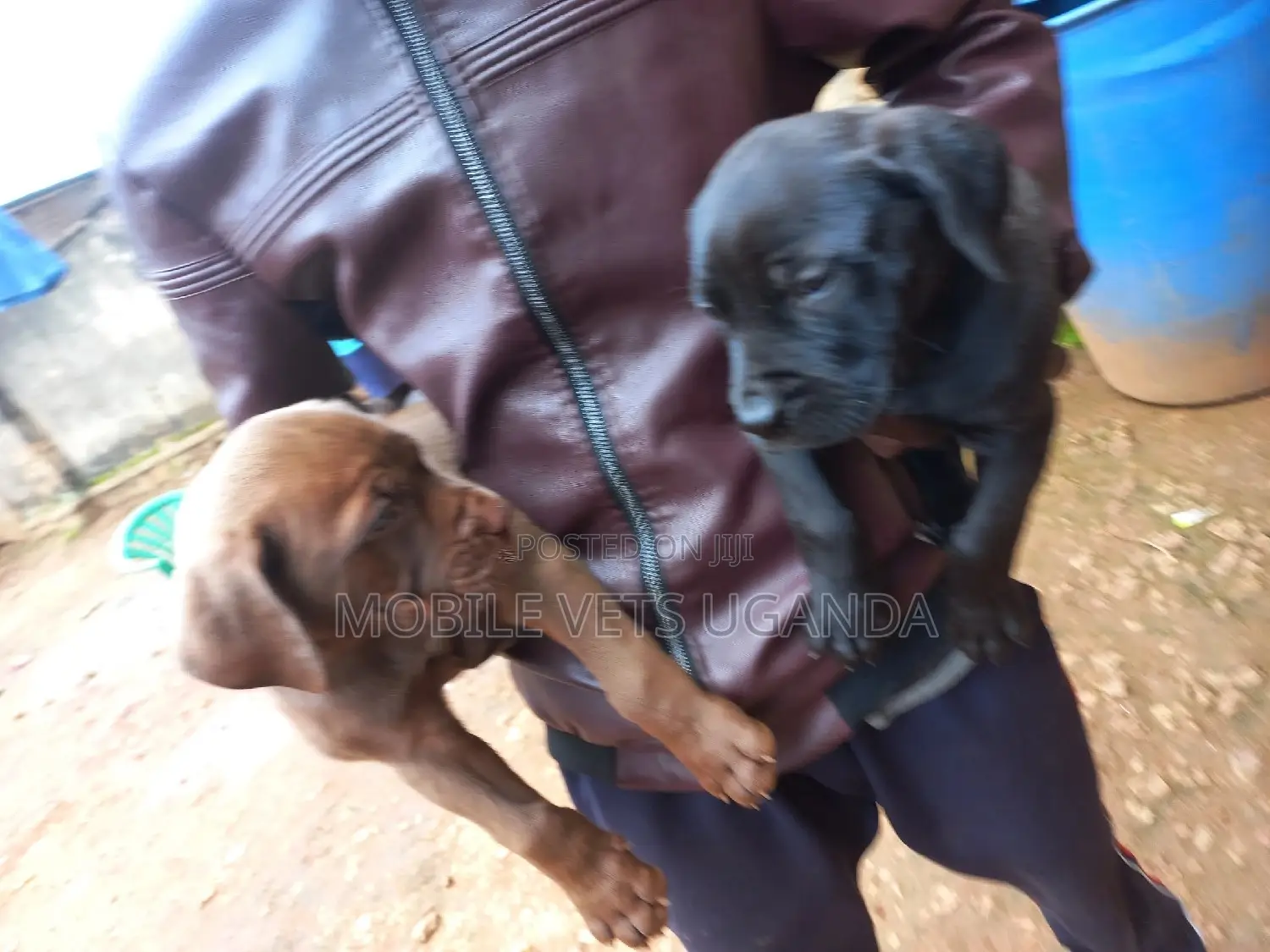 1-3 months Male Purebred Boerboel