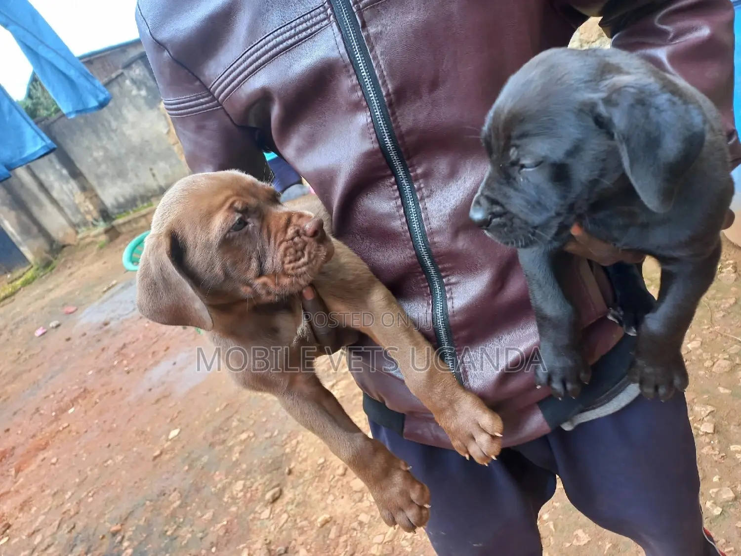 0-1 month Female Purebred Boerboel
