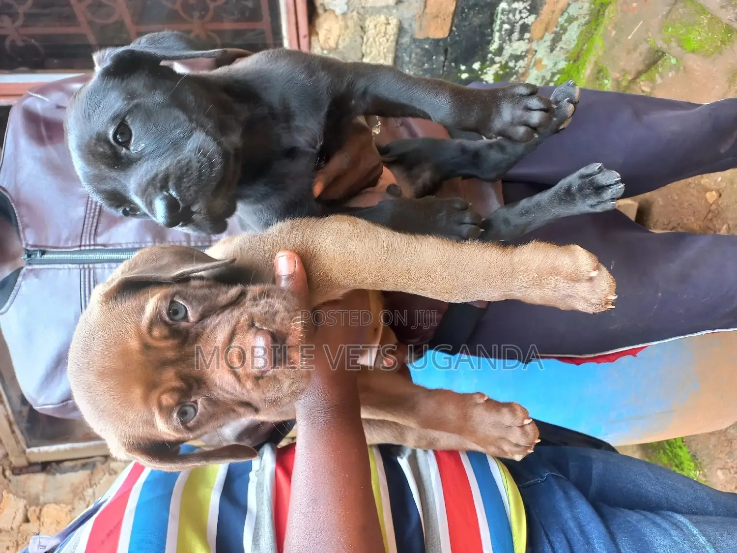 1-3 months Female Purebred Boerboel