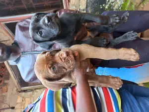 3-6 months Male Purebred Boerboel