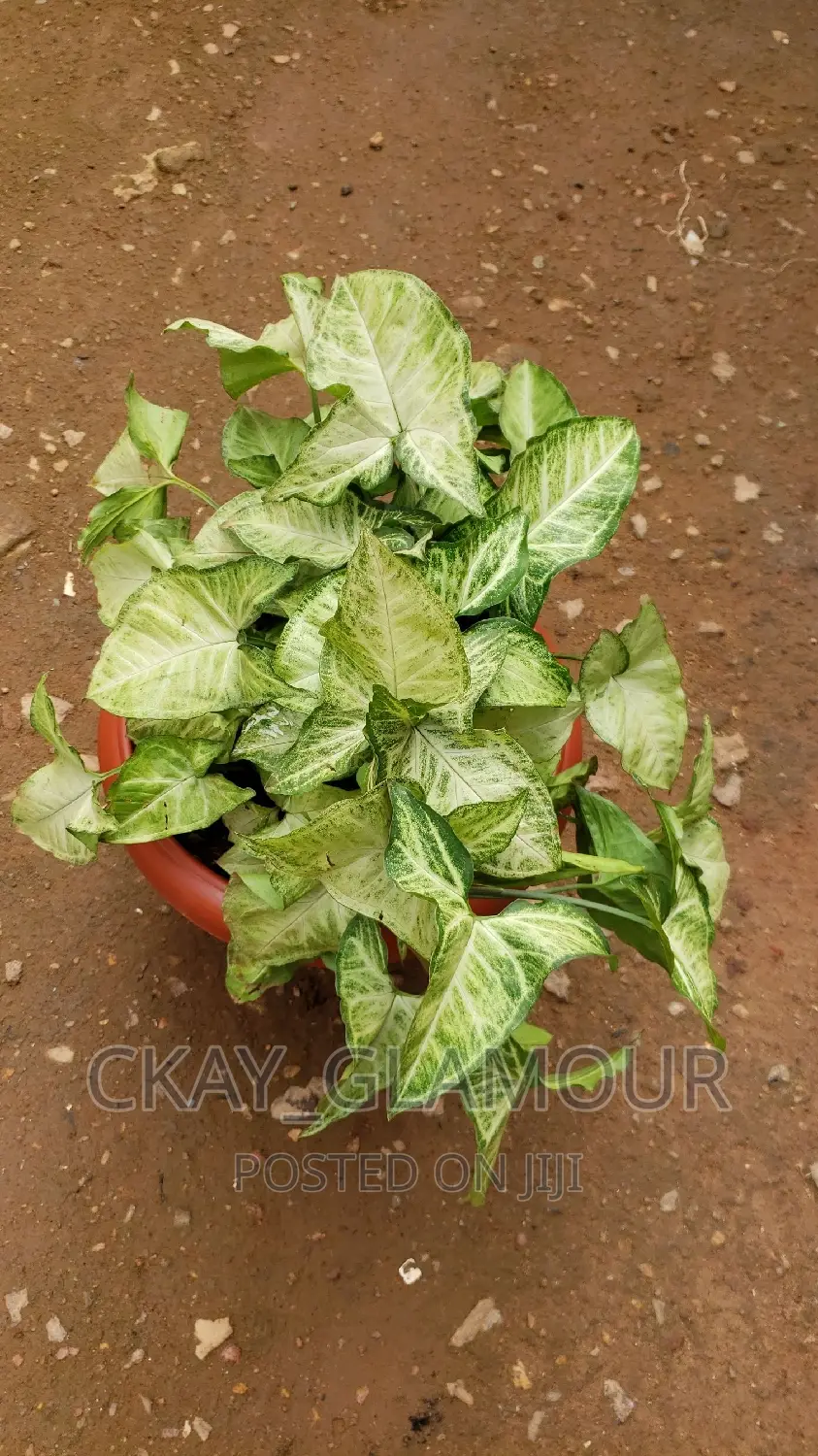 Indoor and Outdoor Potted Plants