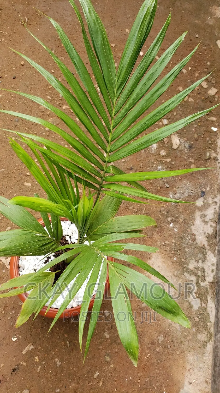 Indoor and Outdoor Potted Plants