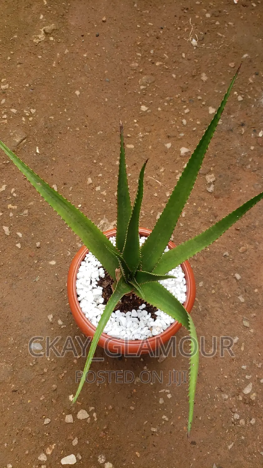 Indoor and Outdoor Potted Plants