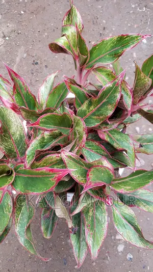 Indoor Plants