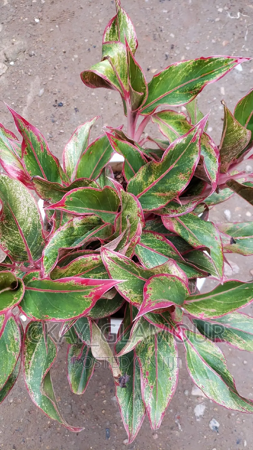 Indoor Plants