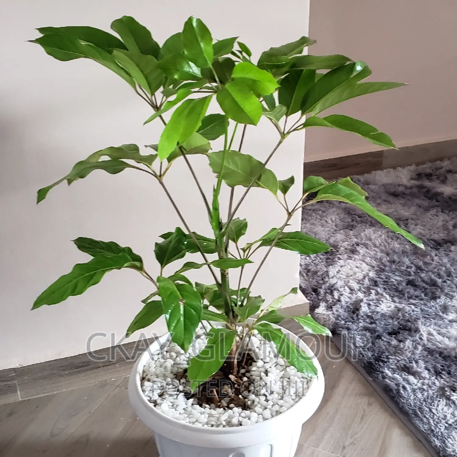 Indoor Plants