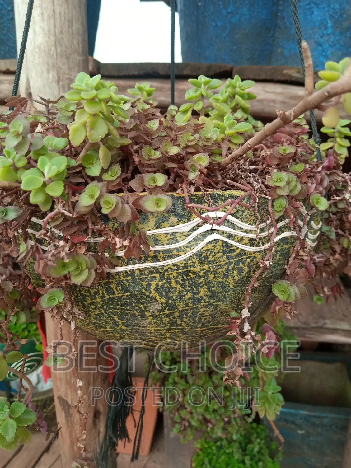 Elevate Your Green Space With Our Concrete Planters.