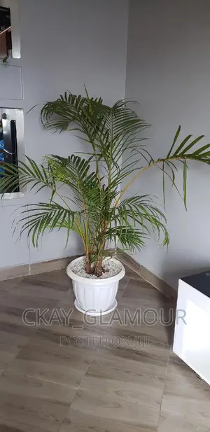 Indoor Plants