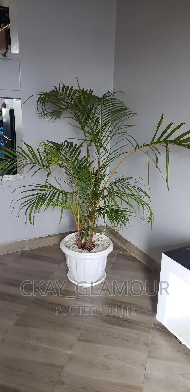 Indoor Plants