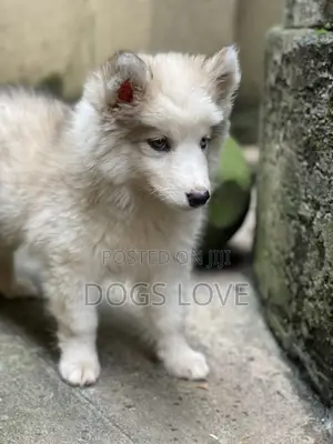 1-3 months Female Purebred Siberian Husky