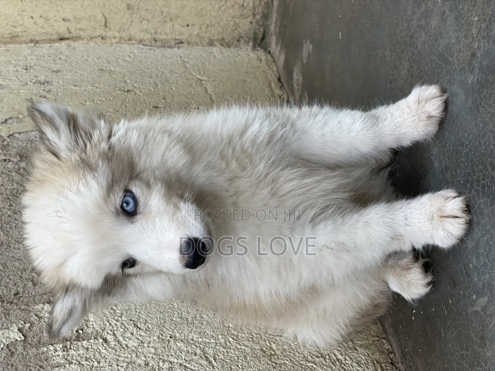 1-3 months Female Purebred Siberian Husky