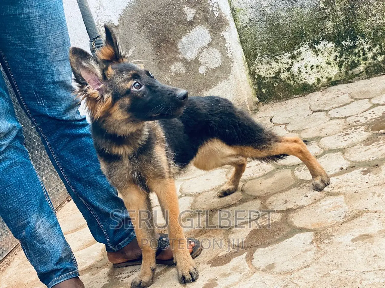 1-3 months Female Purebred German Shepherd