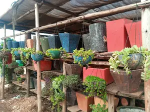 Creating Beauty With Beautiful Concrete Planters and Plants