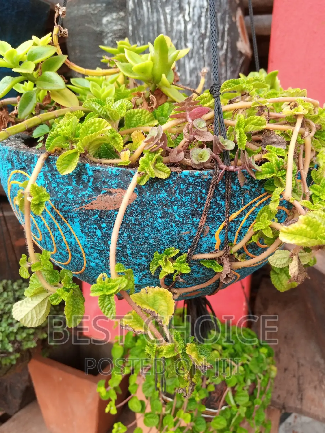 Creating Beauty With Beautiful Concrete Planters and Plants