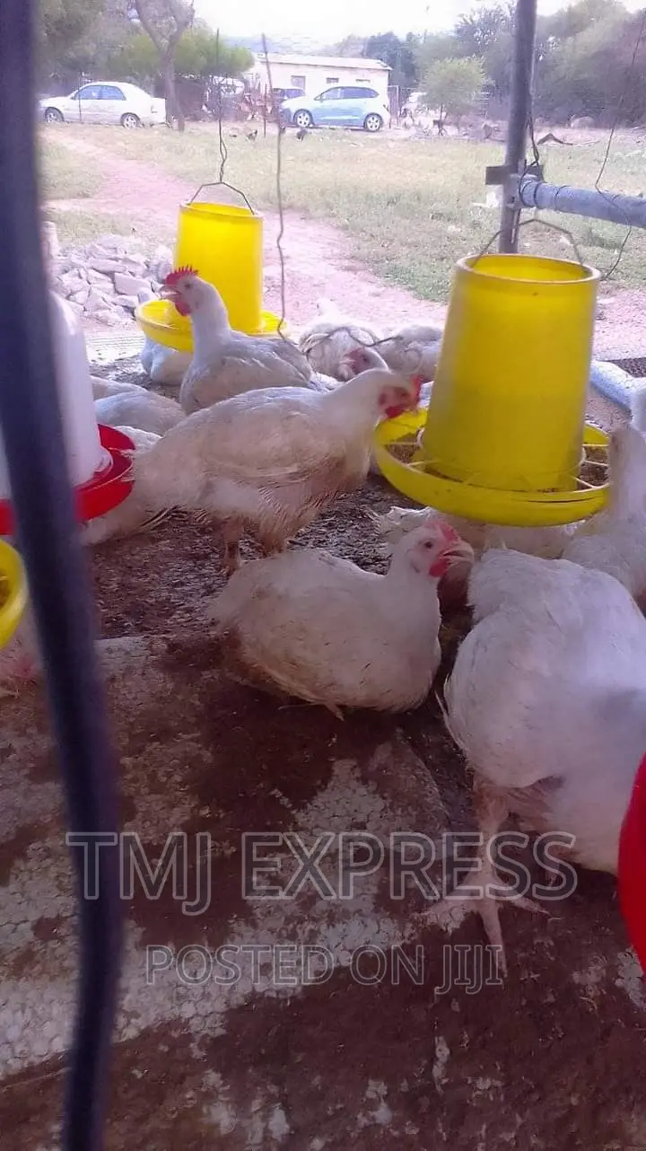 Broiler Chicken 8 Weeks 2kg