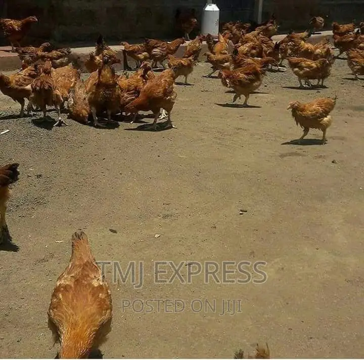 Kroiler Chicken,3kgs
