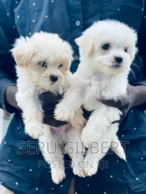 Photo - 1-3 months Male Purebred Maltese