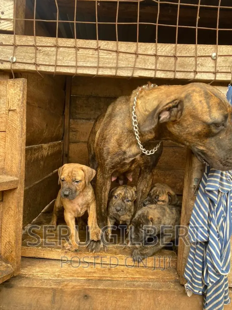 0-1 month Male Purebred Boerboel