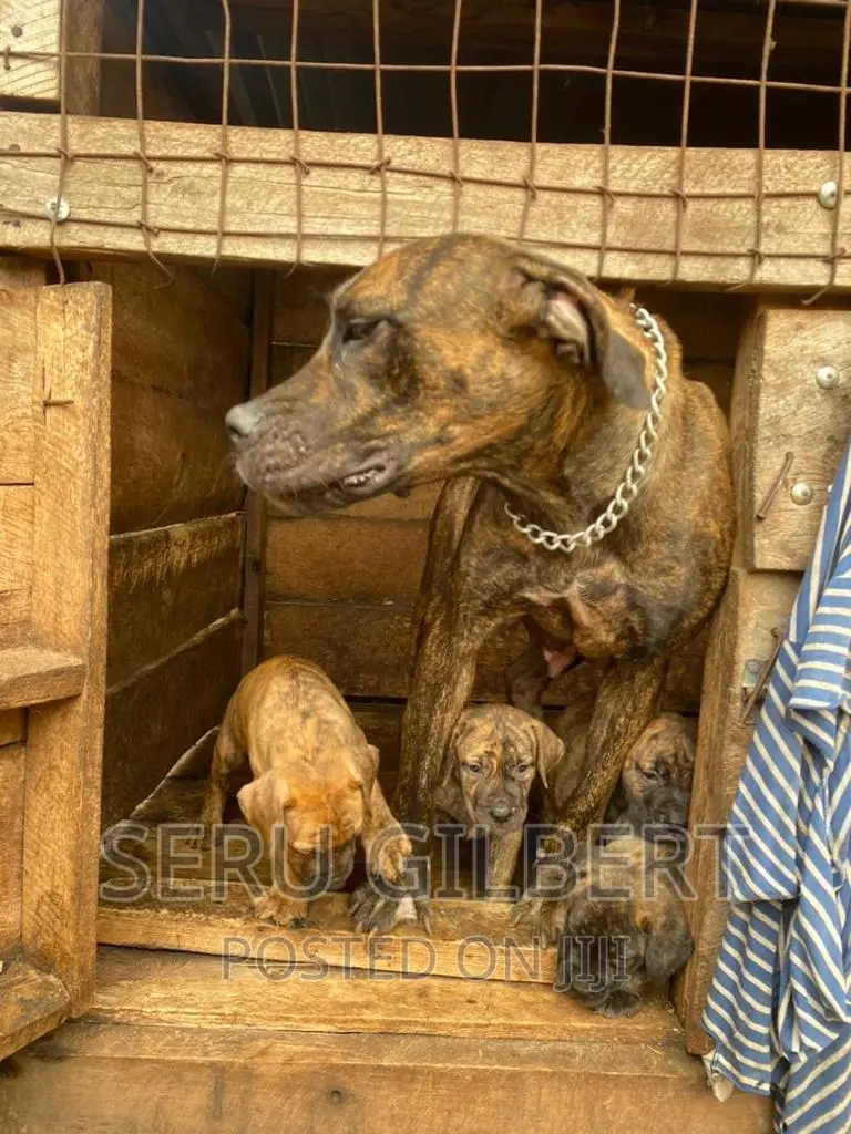 3-6 months Male Purebred Boerboel