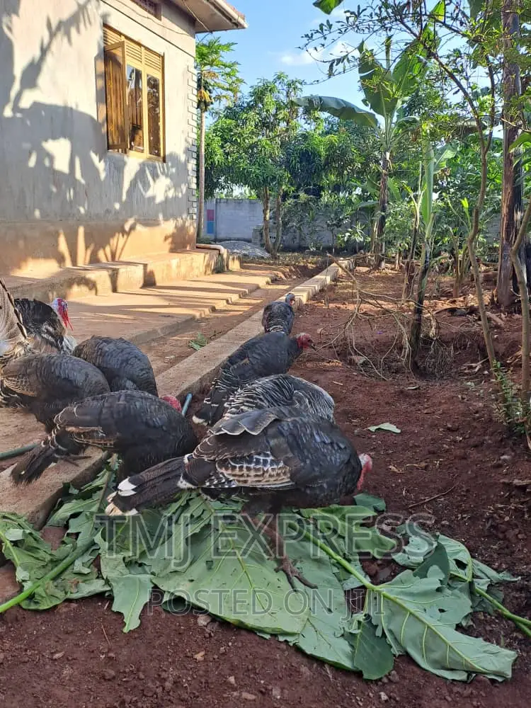 Male Turkeys 18 KGS