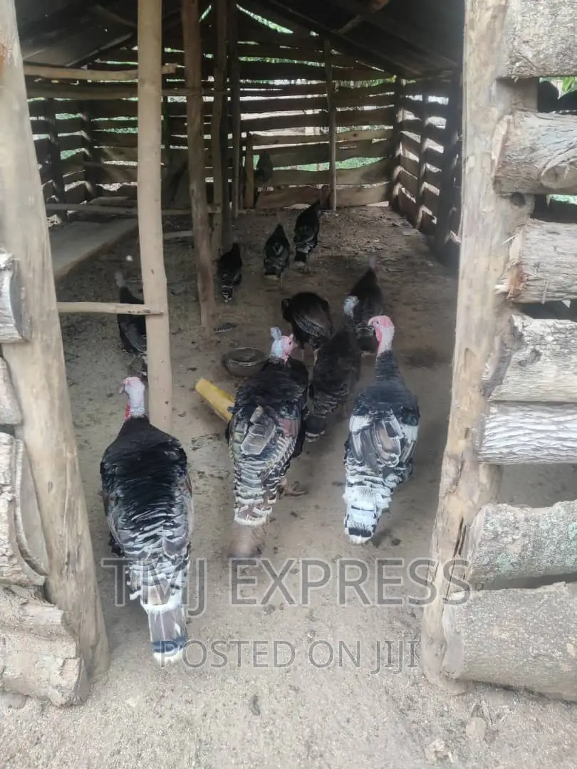 FEMALE TURKEYS 10 Kg