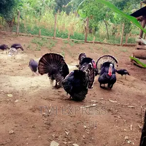 FEMALE TURKEYS 10 Kg