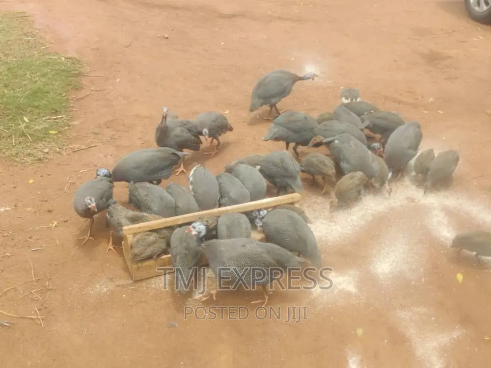 Guinea Fowl