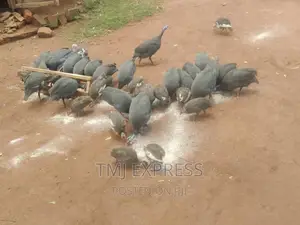Guinea Fowl