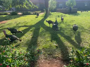 Male Turkeys 18 KGS
