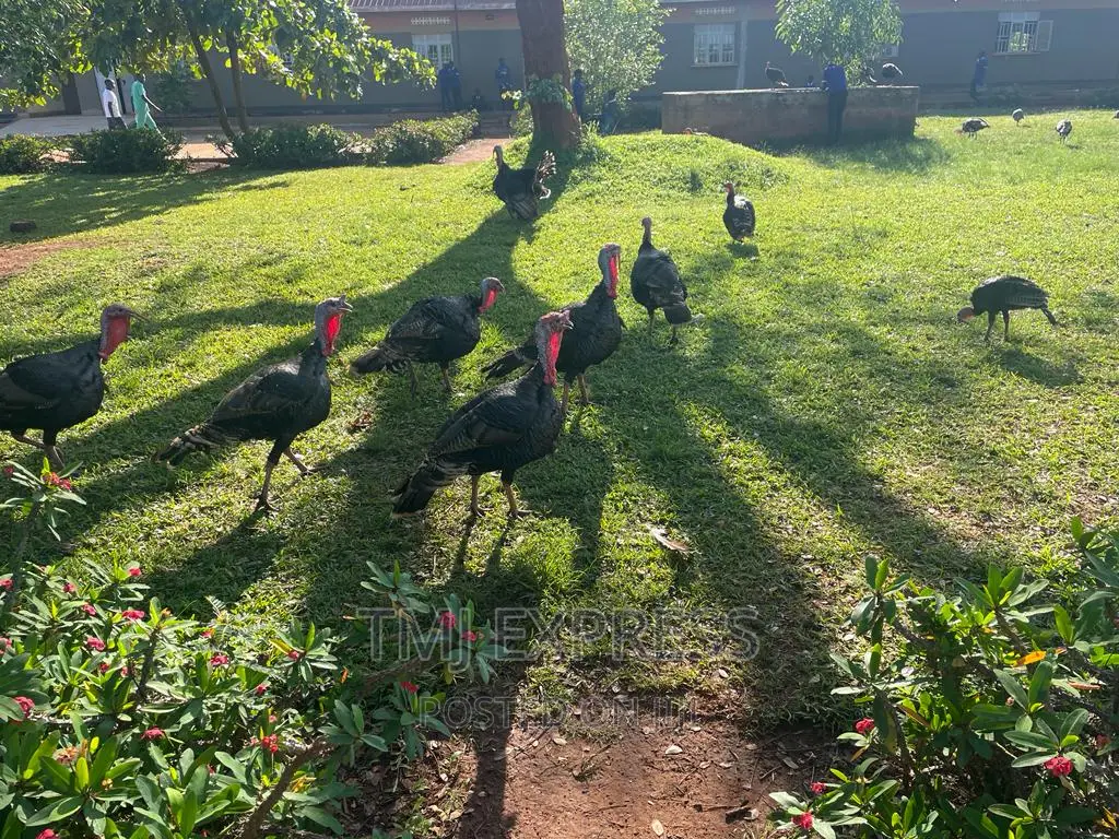 Male Turkeys 18 KGS