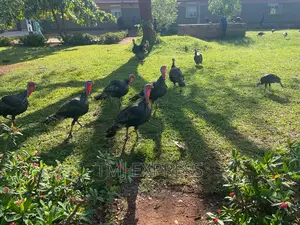 Male Turkeys 18 KGS