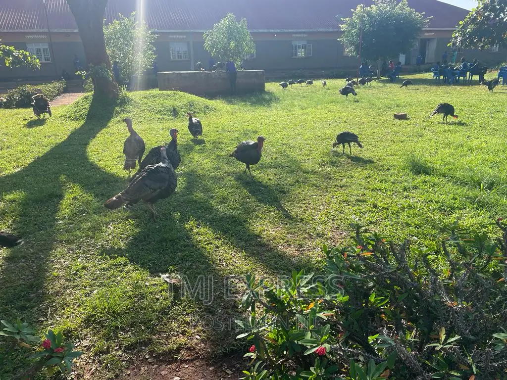 FEMALE TURKEYS 10 Kg