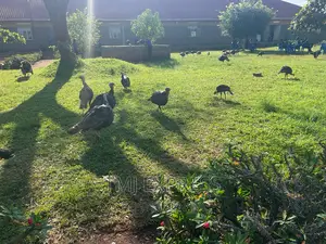 FEMALE TURKEYS 10 Kg