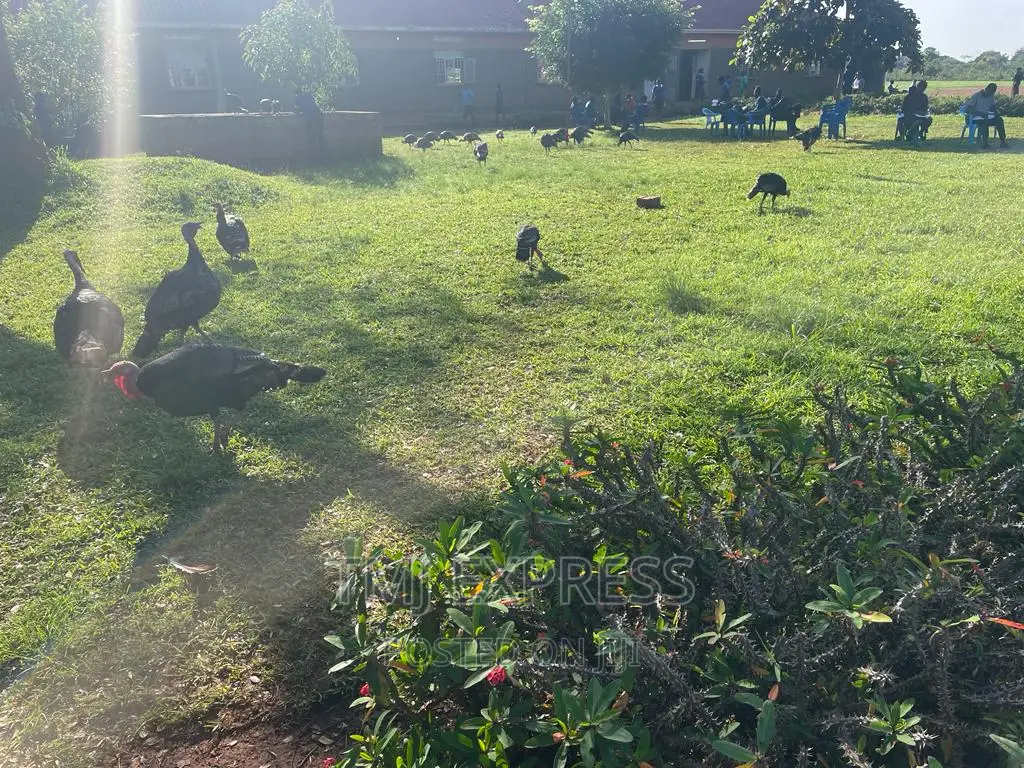 FEMALE TURKEYS 10 Kg