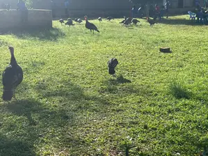 FEMALE TURKEYS 10 Kg