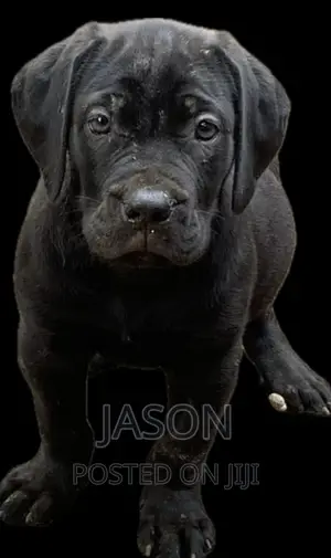 1-3 months Male Purebred Bullmastiff