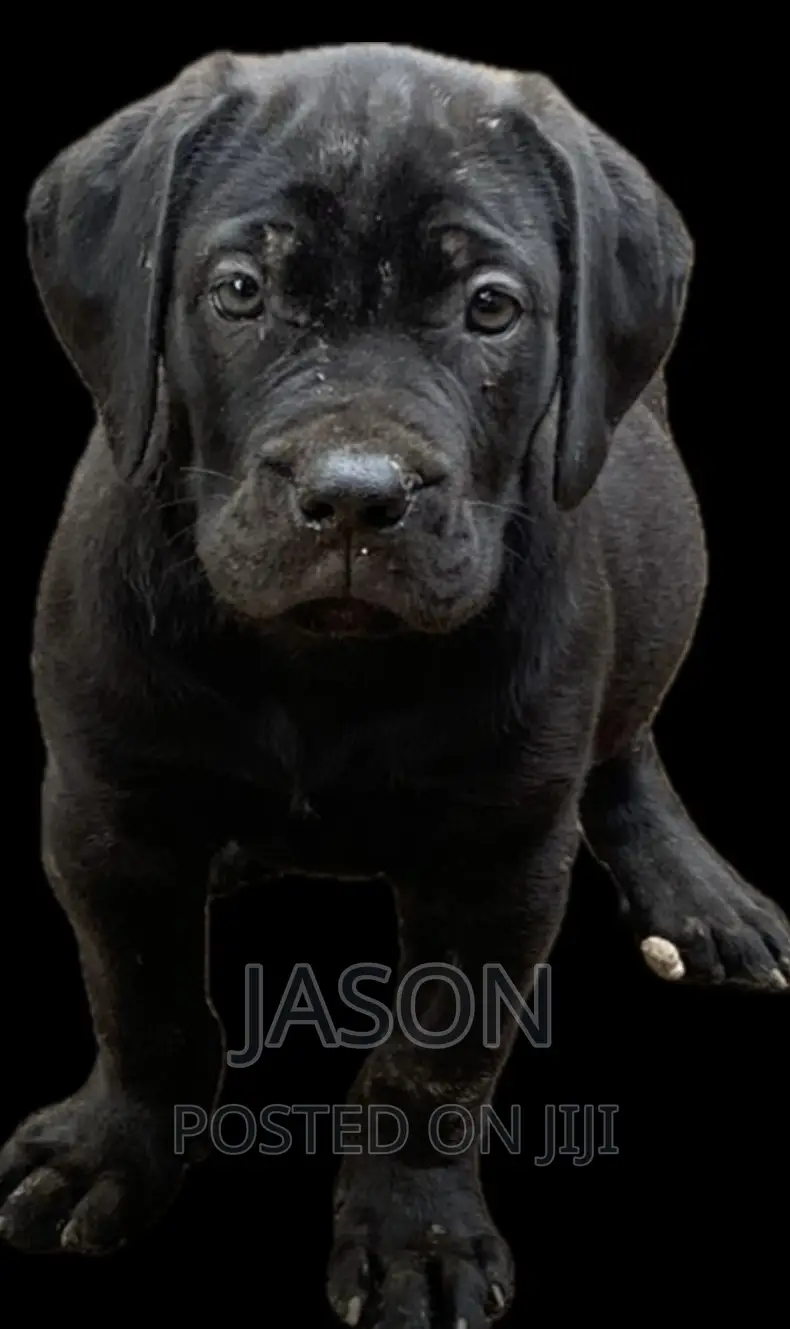1-3 months Male Purebred Bullmastiff