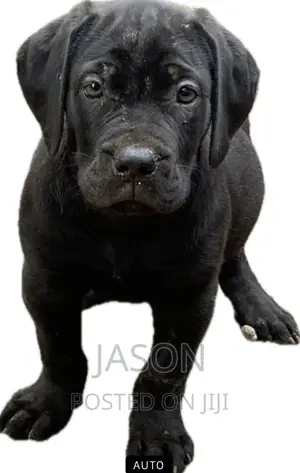 1-3 months Female Purebred Bullmastiff