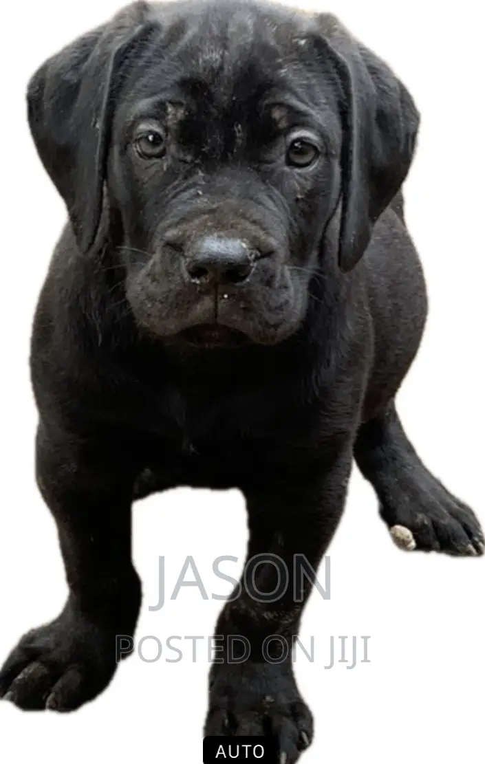 1-3 months Female Purebred Bullmastiff
