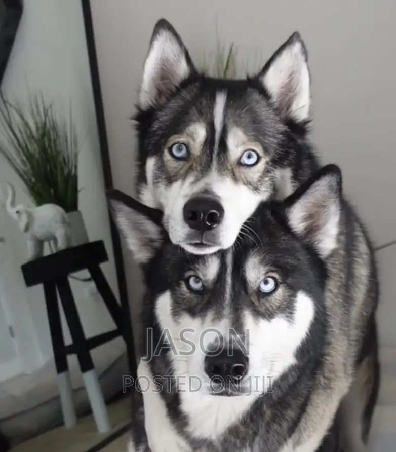 6-12 months Male Purebred Siberian Husky