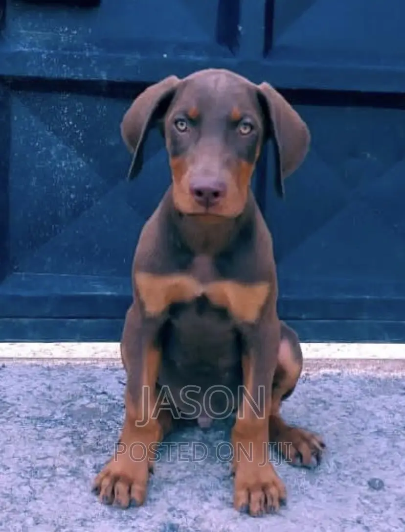 1-3 months Male Purebred Doberman Pinscher