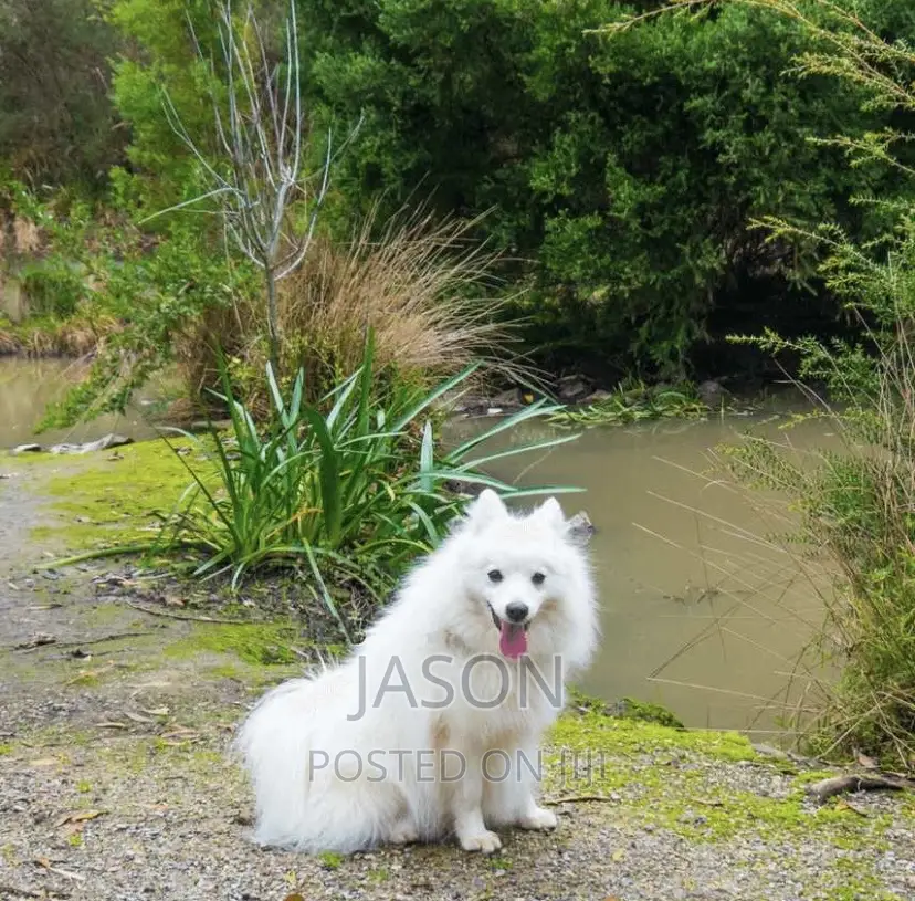 6-12 months Male Purebred Japanese Spitz