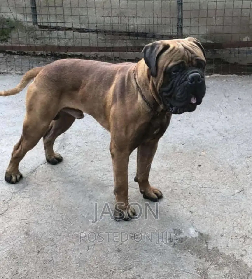 6-12 months Male Purebred Bullmastiff