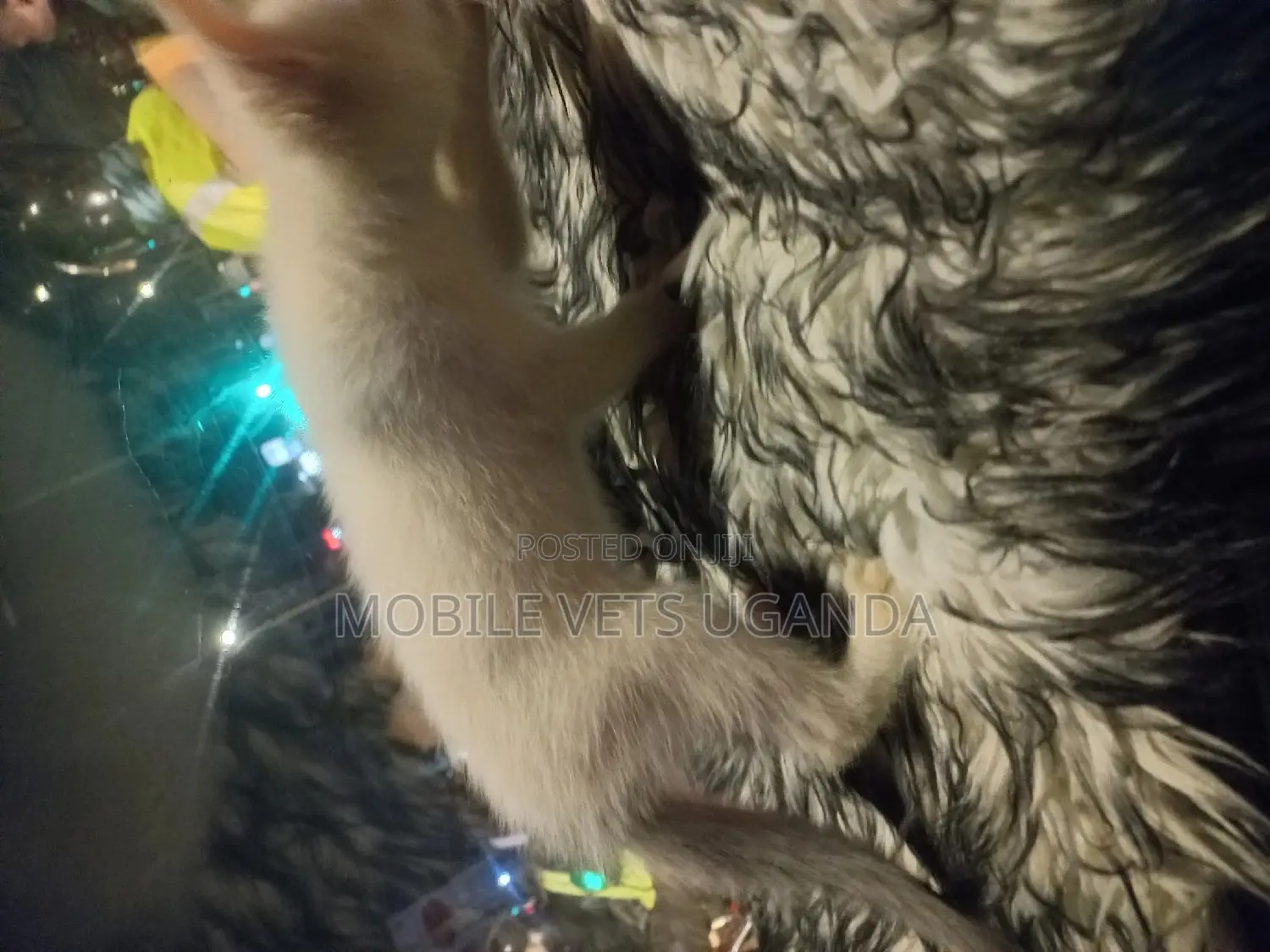 0-1 month Female Purebred Exotic